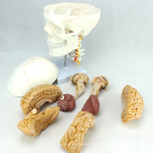 SKULL01-1 (12327) Medical Science Anatomy Nervo Craniano Modelo Crânio Plástico